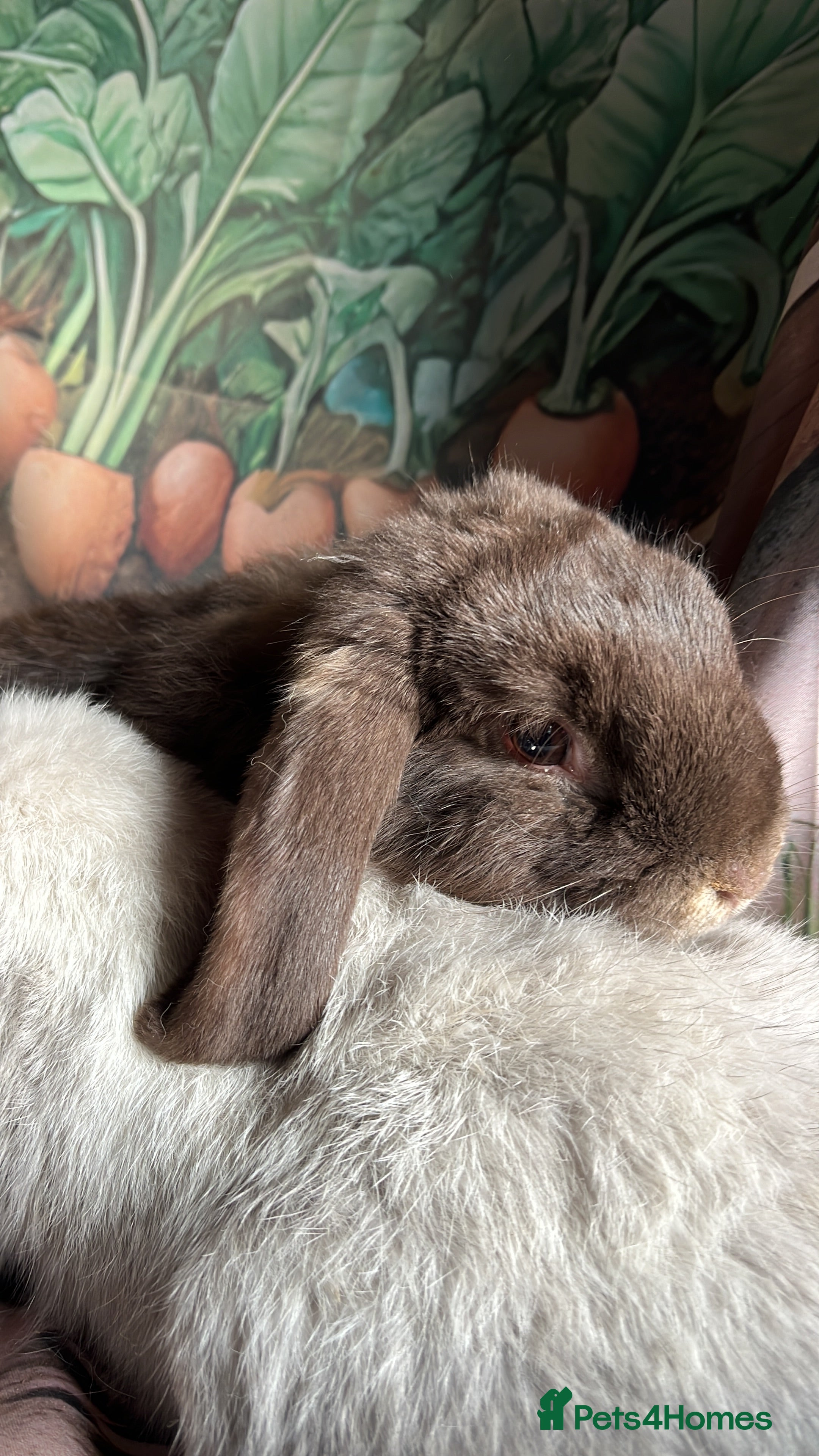 Mini Lop rabbits Autumn babies - Advert 7