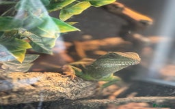 Dragon reptiles for sale: CHINESE WATER DRAGON WITH FULL SET UP - Image 4
