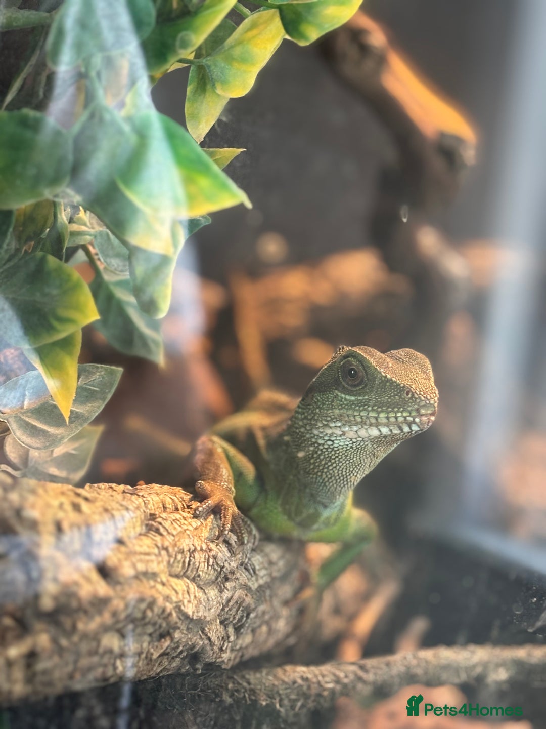 Dragon reptiles for sale: CHINESE WATER DRAGON WITH FULL SET UP - Image 4