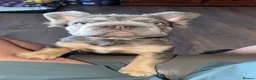 French Bulldog dogs for sale: Priced to go Top quality fluffy Frenchbulldogs - Advert 9