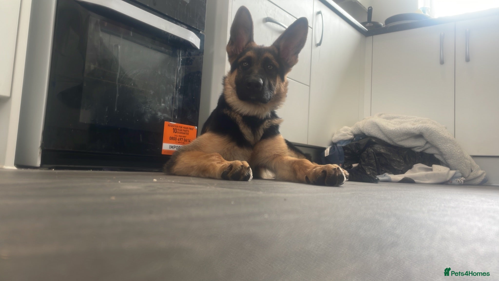 German Shepherd dogs Luna 5 month old gsd - Advert 1