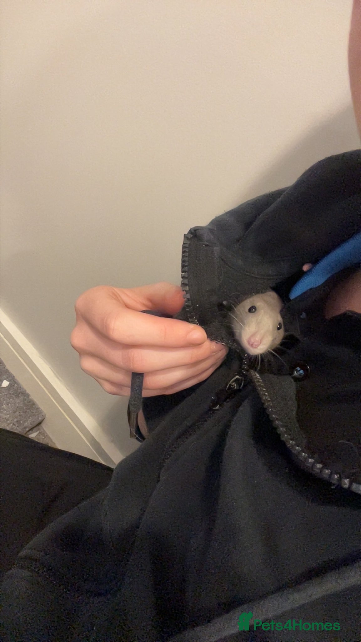 Rat rodents for sale: Four lovely rats looking for a forever home  - Advert 5