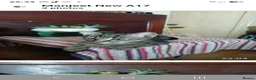 Mixed Breed cats for sale: Kittens for sale - Advert 2