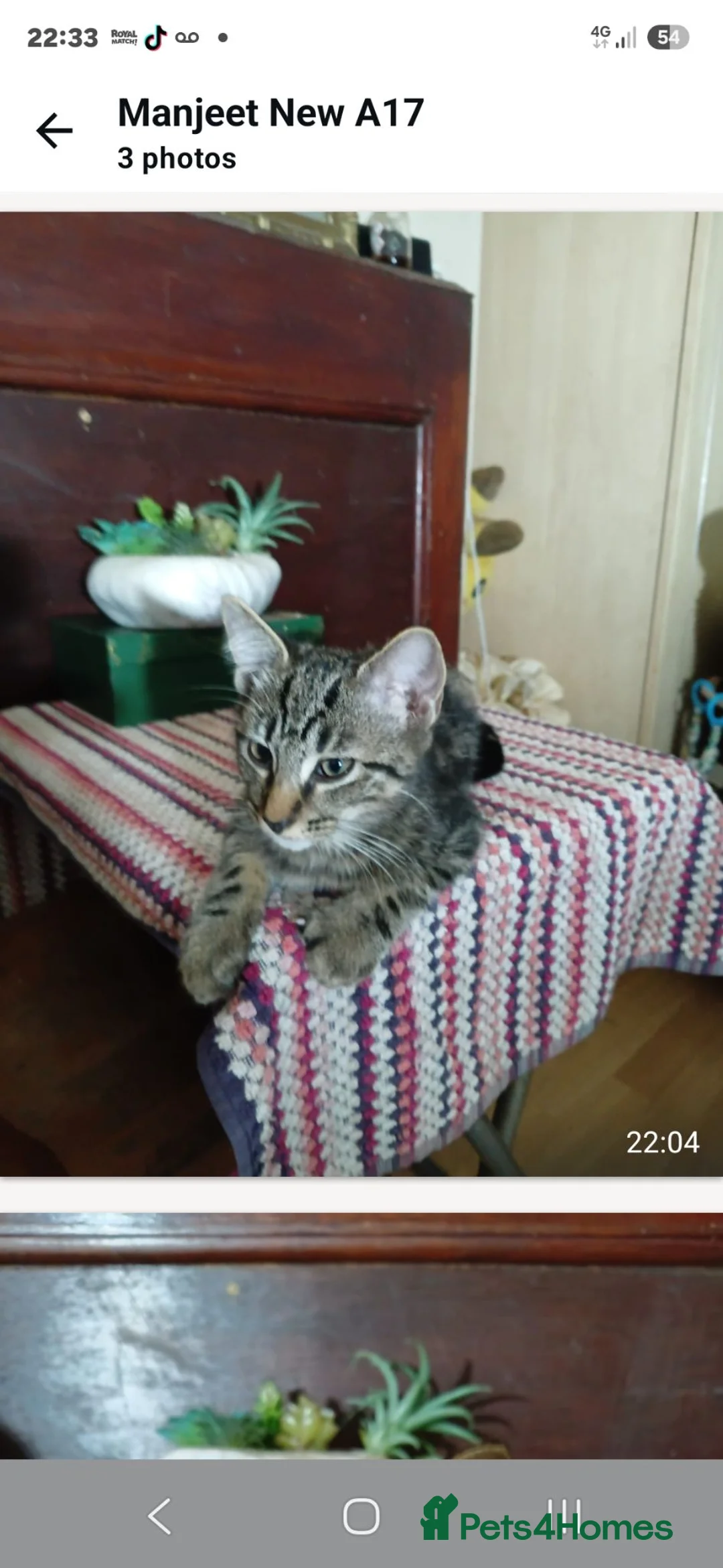 Mixed Breed cats for sale: Kittens for sale - Advert 2