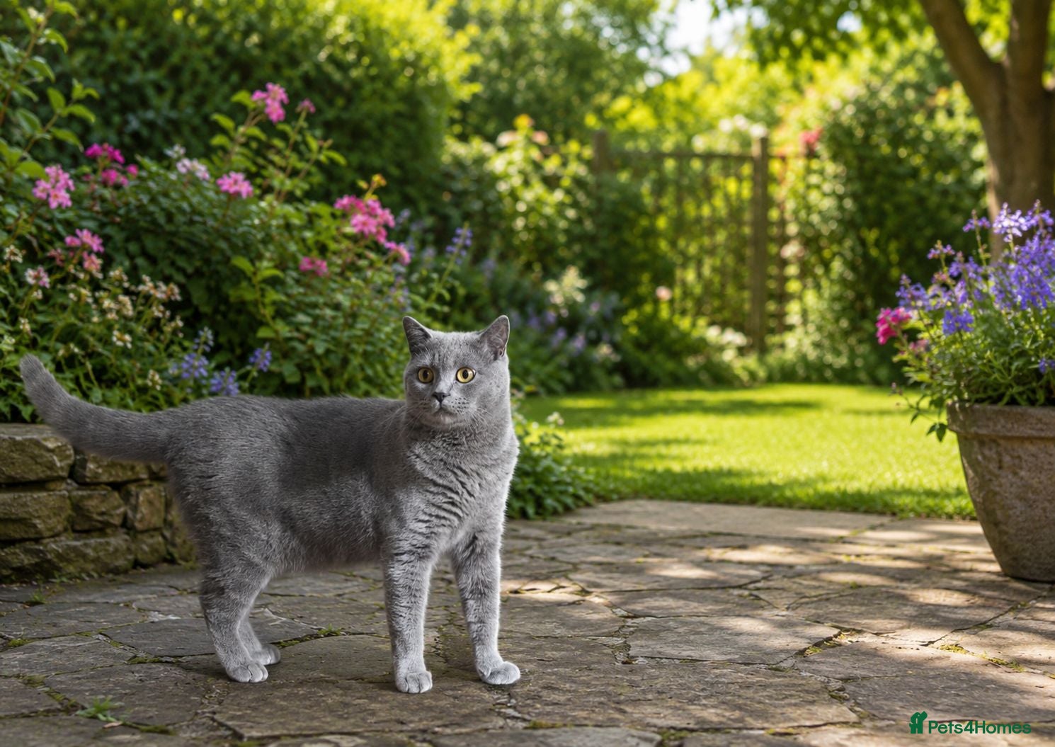 British Shorthair cats Milo is a 15-month-old loving British short - Advert 1