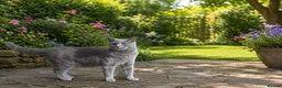 British Shorthair cats for sale: Milo is a 15-month-old loving British short - Advert 1