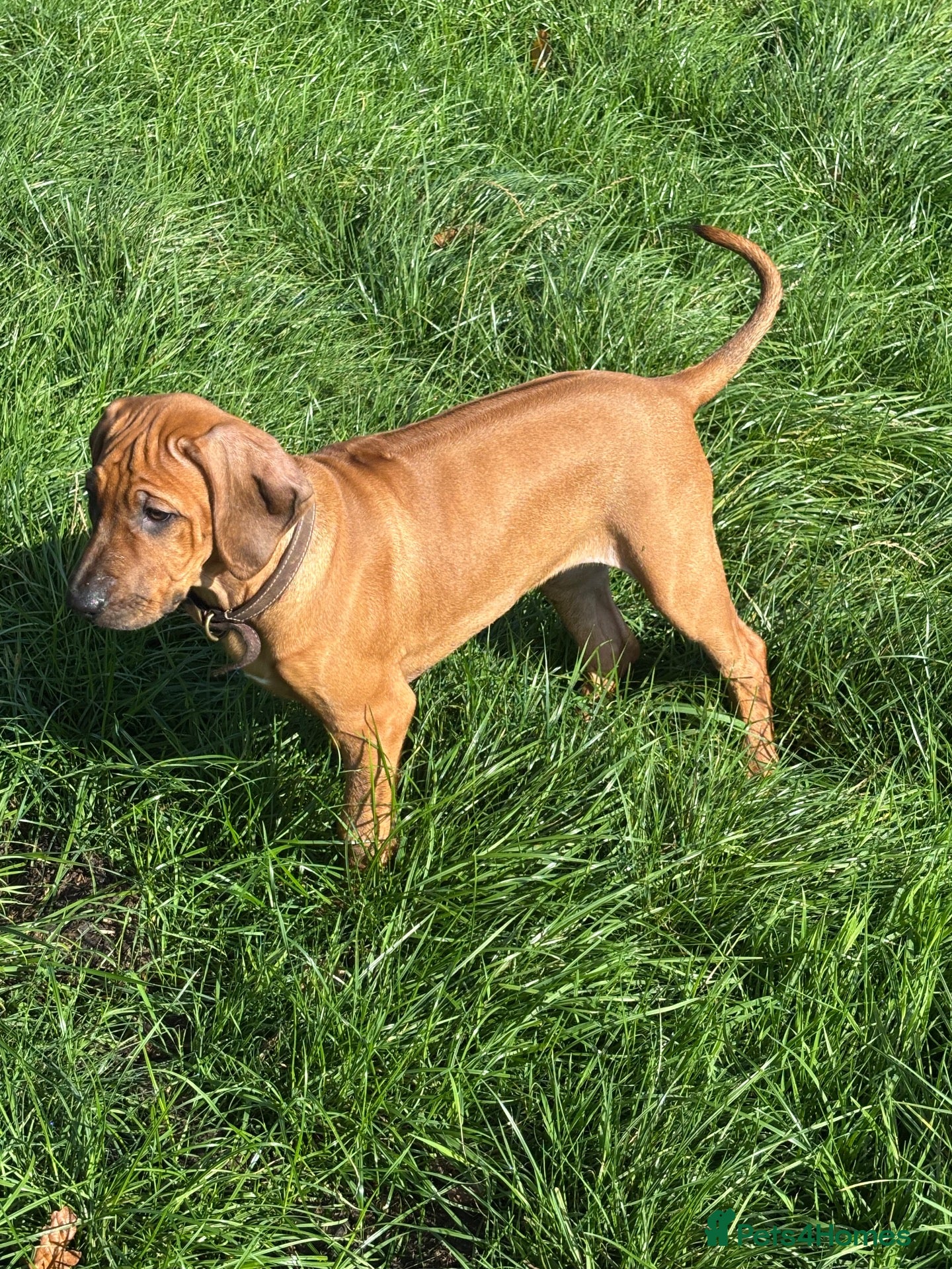 Rhodesian Ridgeback dogs 1 Beautiful Lady, Ready Now, Fully Vaccinated  - Advert 1