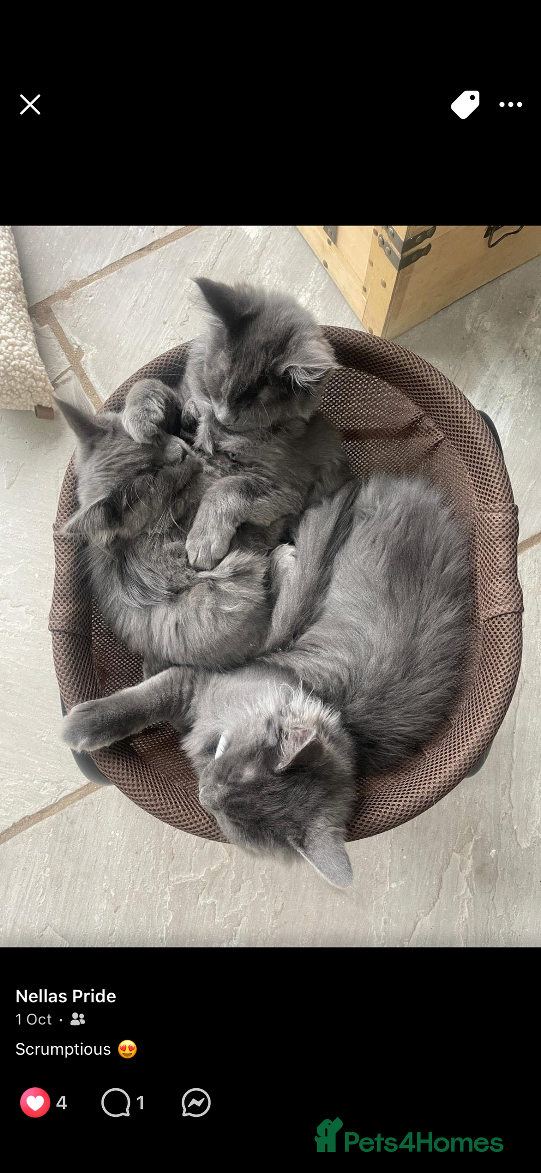 Maine Coon cats for sale: BlueSmoke Male Maine Coon🐾TICA Reg! ACTIVE!!  - Advert 22