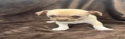 Chihuahua dogs for sale: 7 Adorable Chihuahua puppies ready 19th July - Advert 17