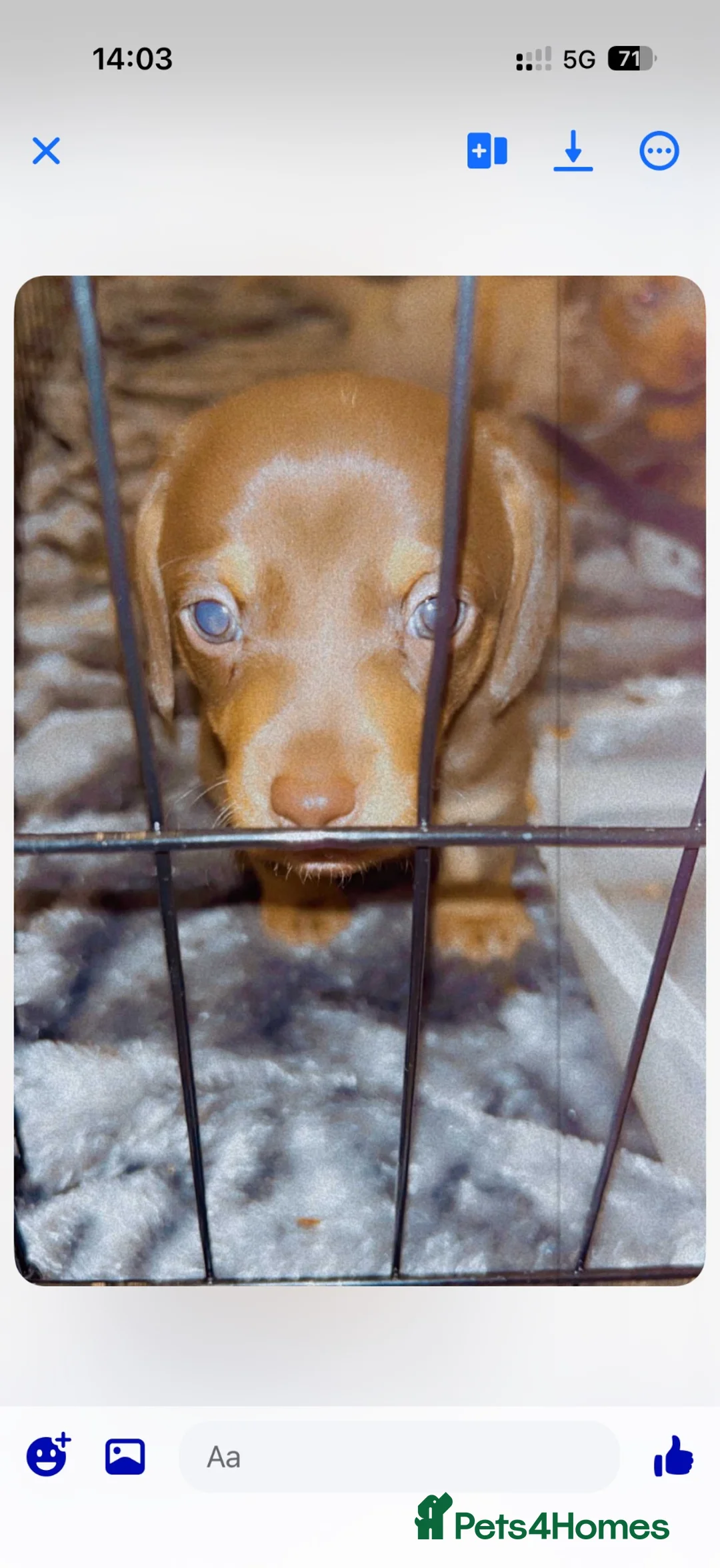 Dachshund dogs for sale: Dashcund pup - Advert 2