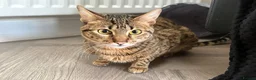 Savannah cats for sale: Sittingpretty TigerLily F5 SBT Savannah female - Advert 5