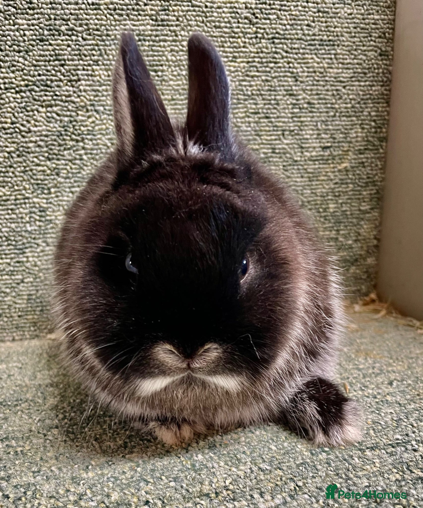Netherland Dwarf rabbits Netherland dwarf baby male - Advert 9