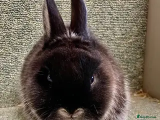 Netherland Dwarf rabbits Netherland dwarf baby male - Advert 9