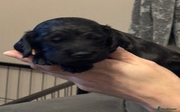 Sprocker dogs for sale: Sprocker puppies - Advert 5