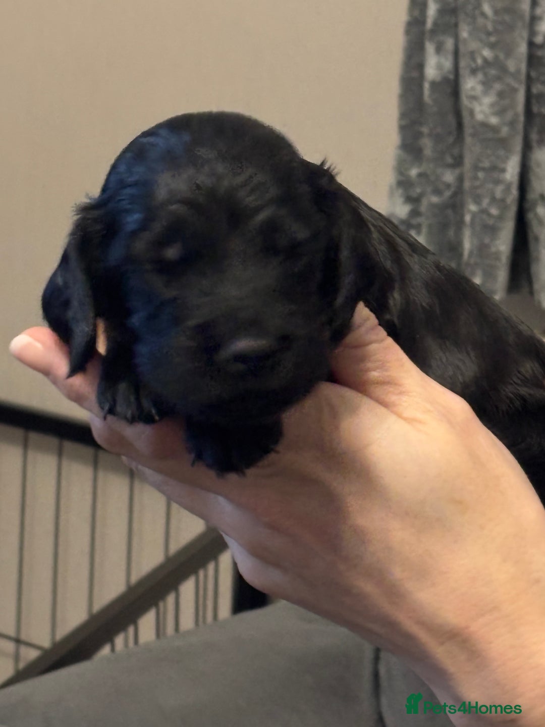 Sprocker dogs for sale: Sprocker puppies - Advert 5