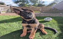 German Shepherd dogs for sale: KC Registered/health tested German Shepherd Puppy - Image 3
