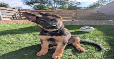 German Shepherd dogs - Advert 14
