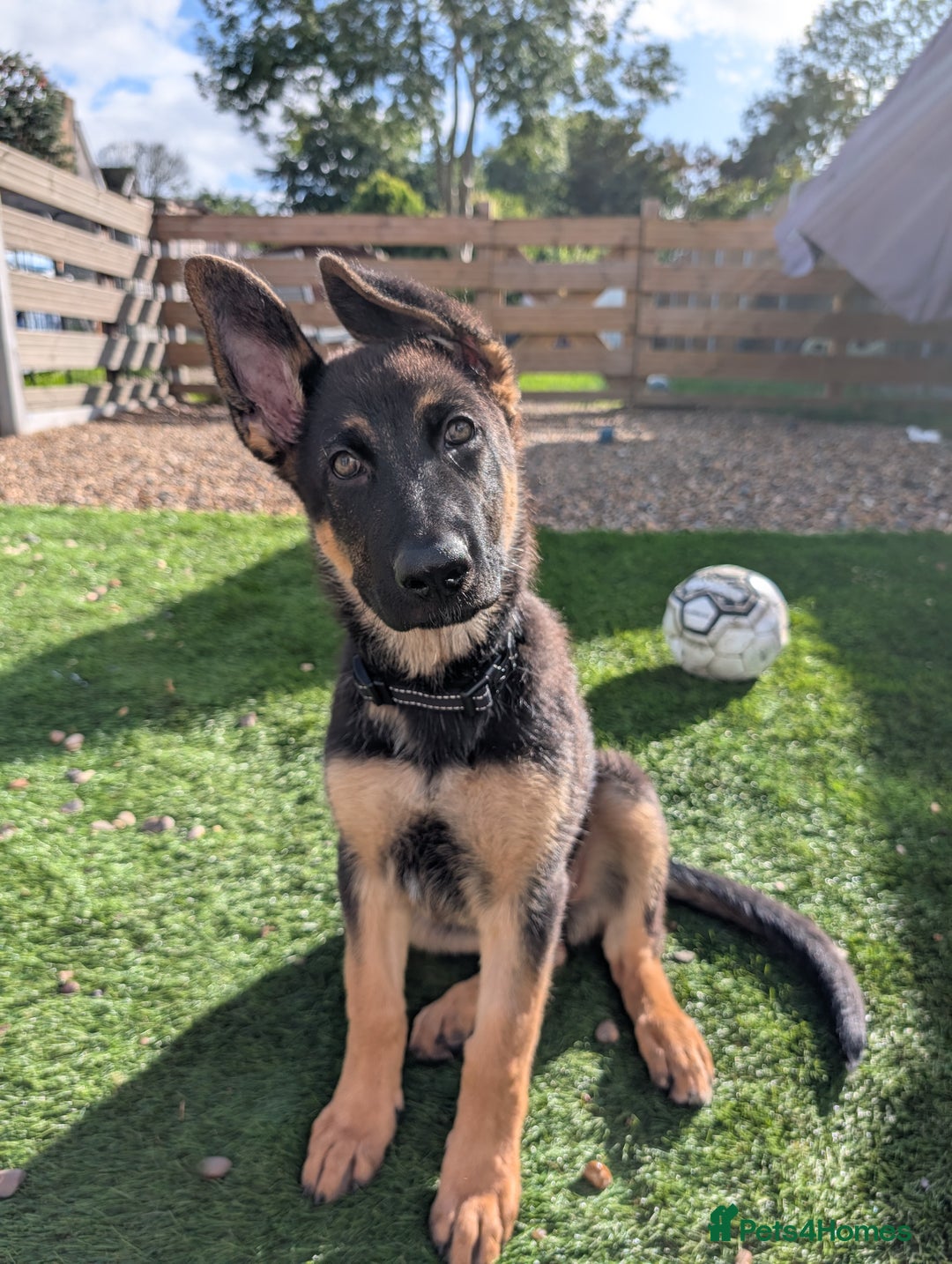 German Shepherd dogs for sale: KC Registered/health tested German Shepherd Puppy - Image 3
