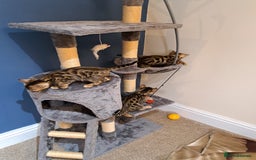 Bengal cats for sale: Stunning TICA Bengals - Image 10