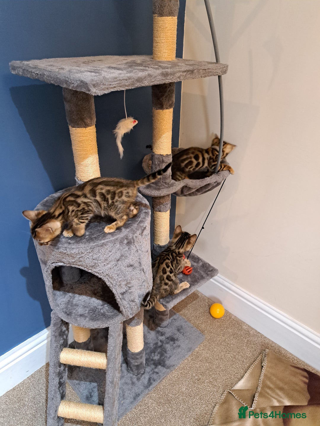 Bengal cats for sale: Stunning TICA Bengals - Image 10