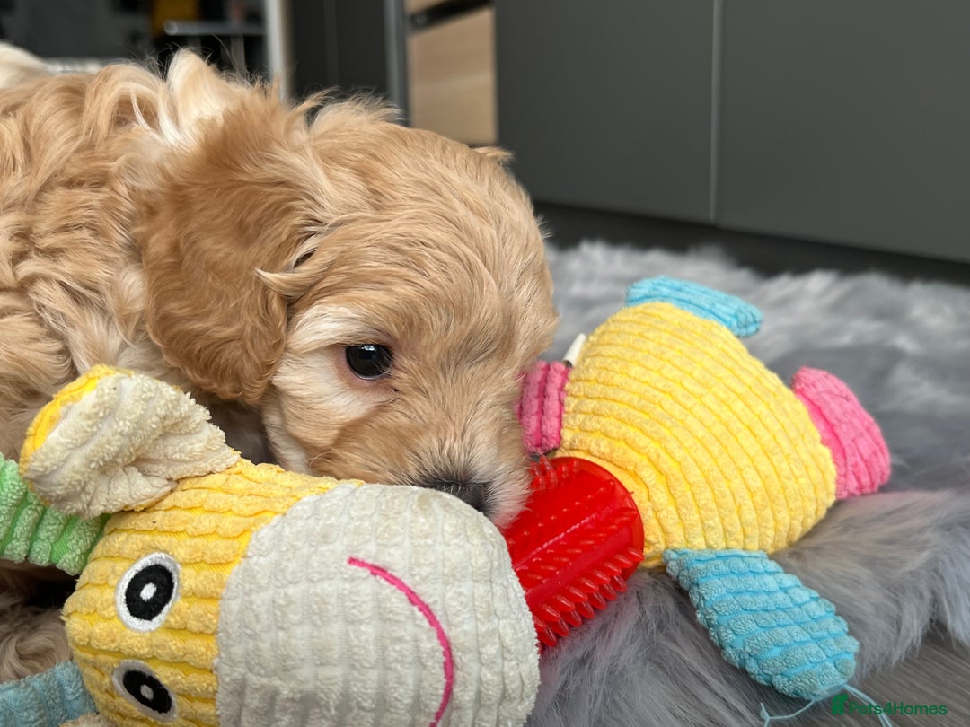 Maltipoo dogs for sale: F1 Beautiful Maltipool Puppies - Advert 11