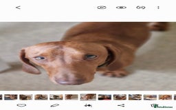 Miniature Dachshund dogs for sale: Beautiful red boy - Advert 3