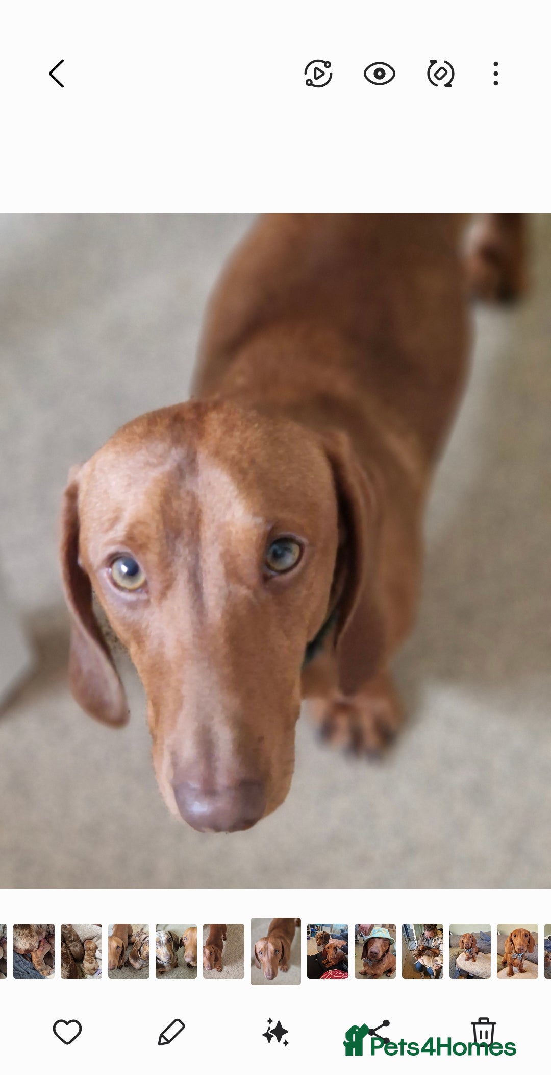 Miniature Dachshund dogs for sale: Beautiful red boy - Advert 3