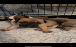 Staffordshire Bull Terrier dogs for sale: Outstanding dual breeding  - Image 13