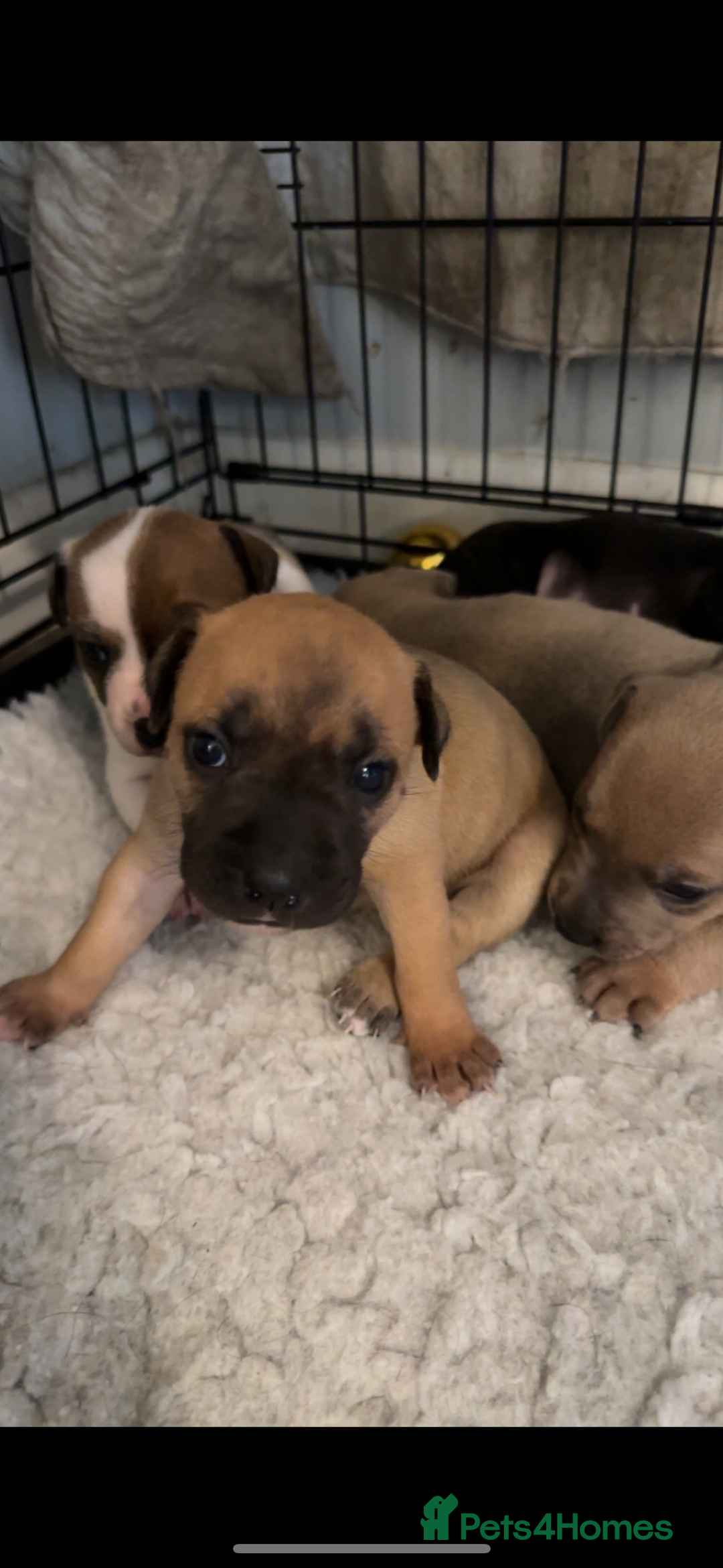 Staffordshire Bull Terrier dogs for sale: Outstanding dual breeding  - Image 13