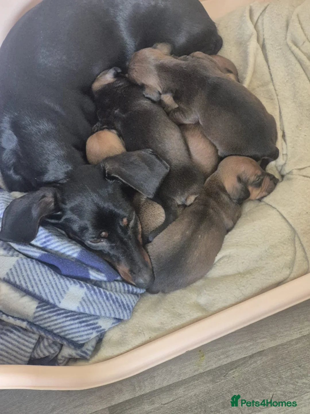 Dachshund dogs for sale: Dachshund puppies - Advert 7