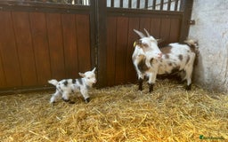 Goats livestock for sale: Reg Pygmy Nanny Goats  - Image 8