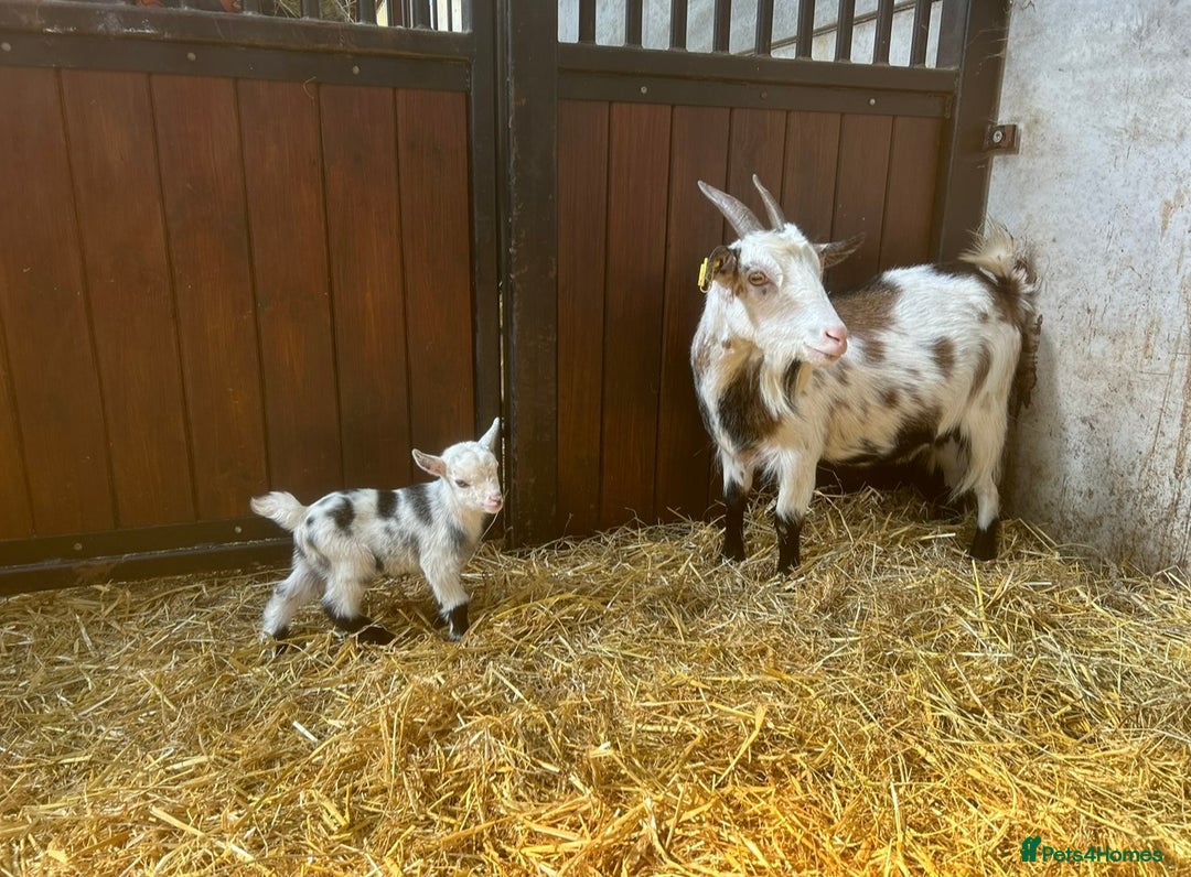 Goats livestock for sale: Reg Pygmy Nanny Goats  - Image 8