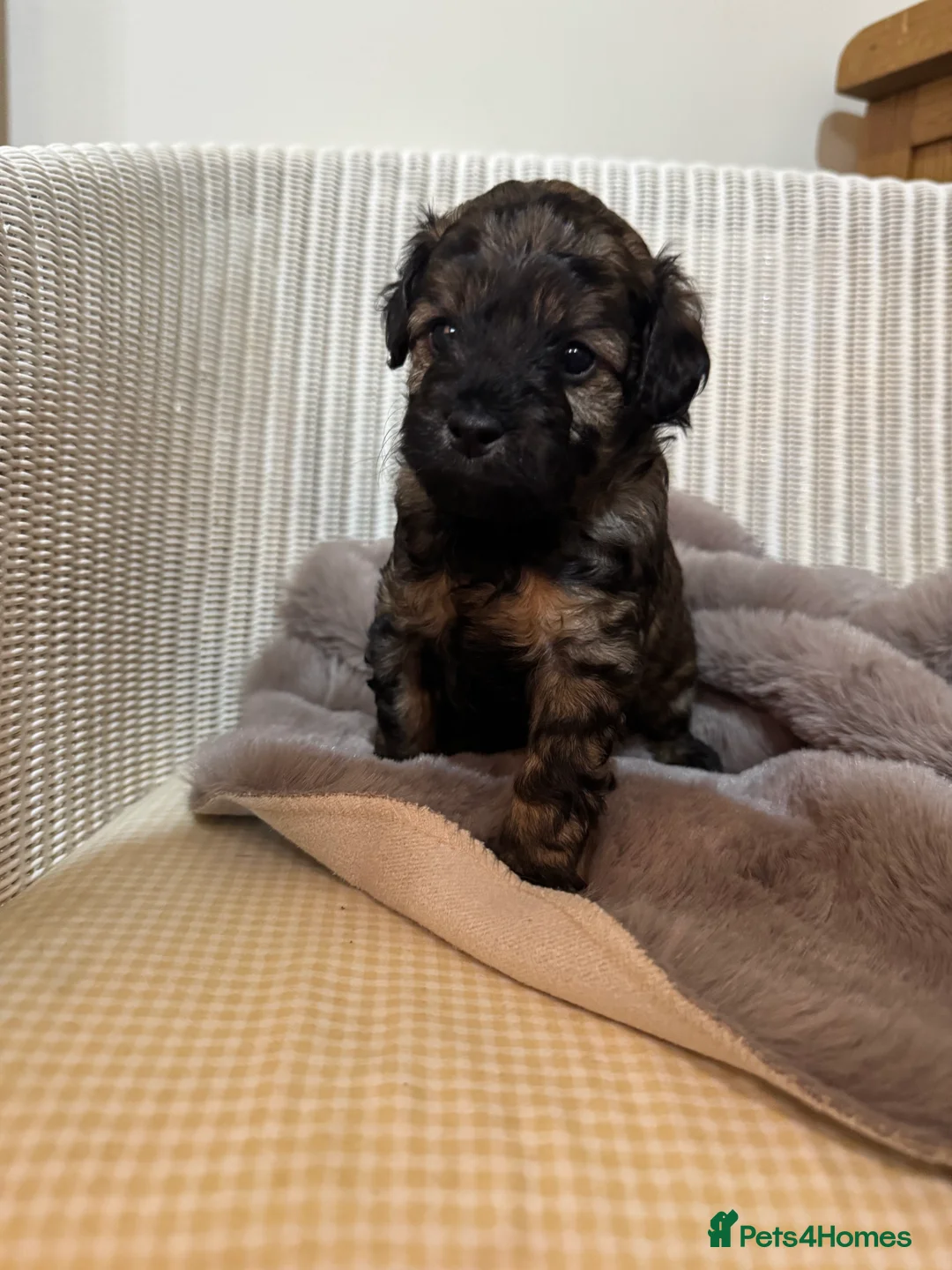 Maltipoo dogs for sale: Maltipoo puppy - Advert 21