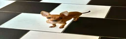 Miniature Pinscher dogs for sale: MINIATURE PINCSHER FEMALE  in Nottingham - Advert 2