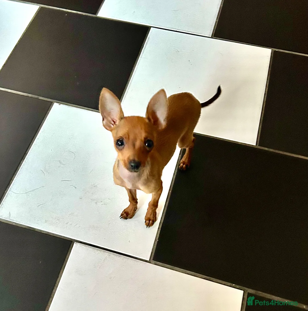 Miniature Pinscher dogs for sale: MINIATURE PINCSHER FEMALE  in Nottingham - Advert 2