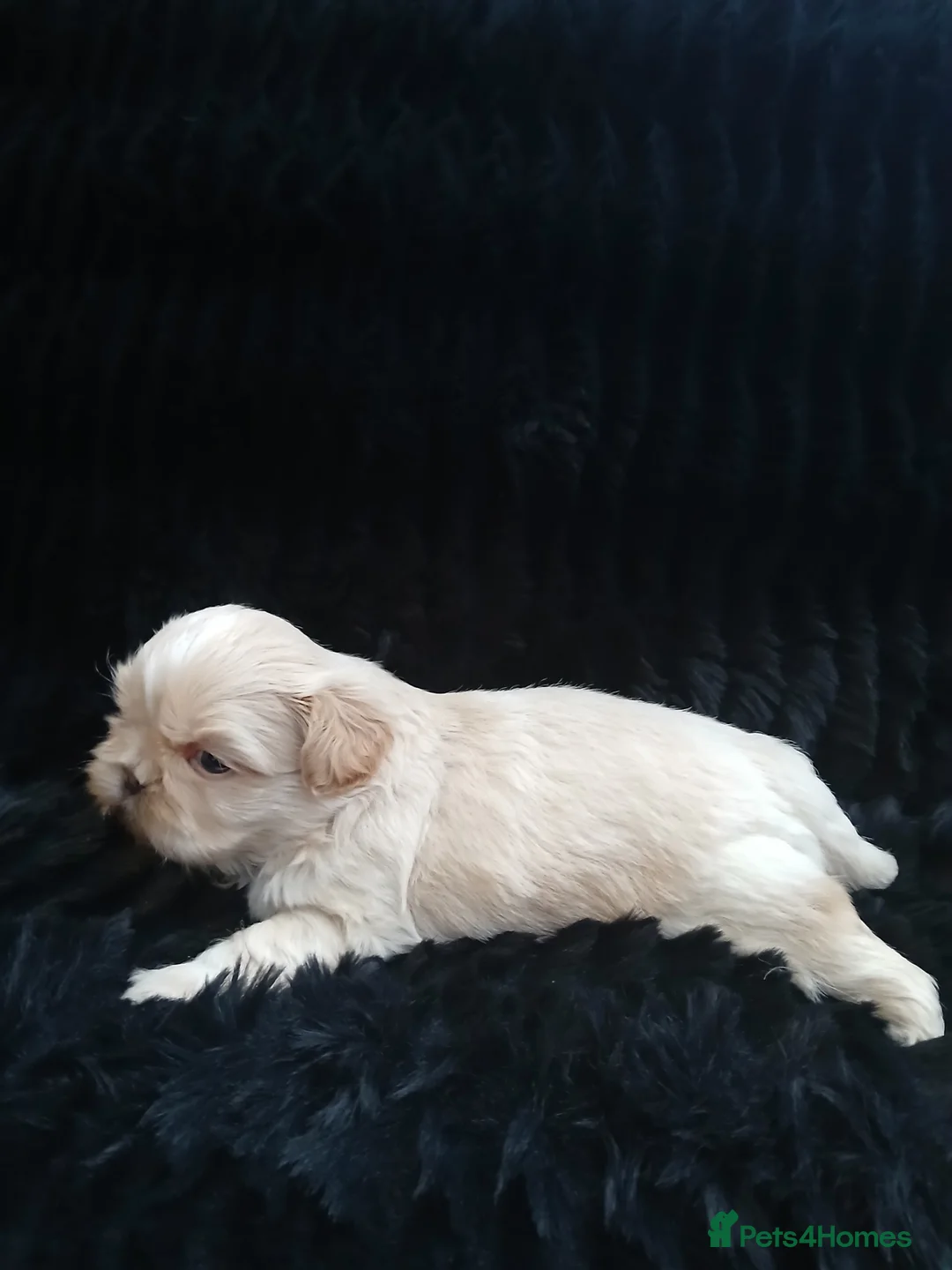 Shih Tzu dogs for sale: 4 Shih-tzu boy puppies for sale 1200/1300 - Advert 15