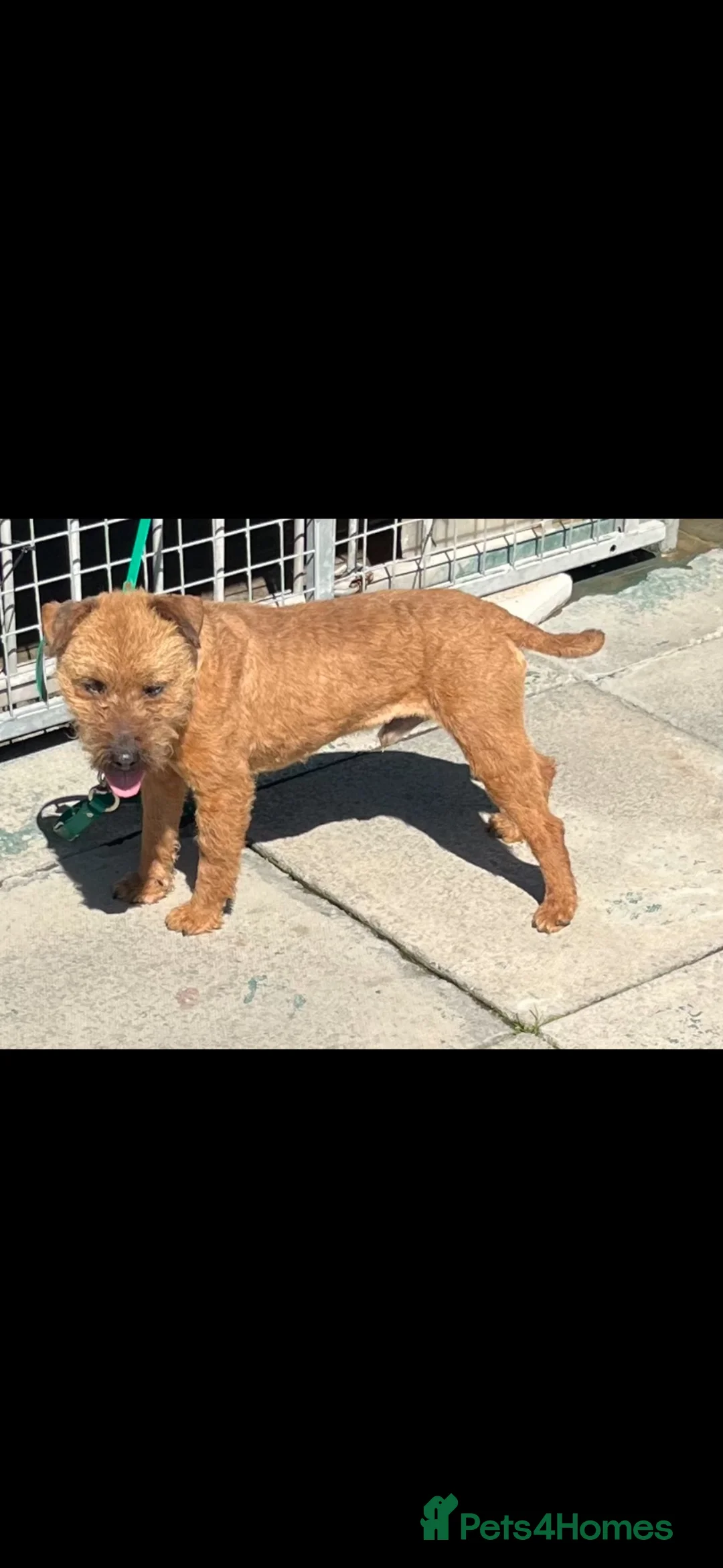 Lakeland Terrier dogs for sale: Lakeland terriers  - Advert 11