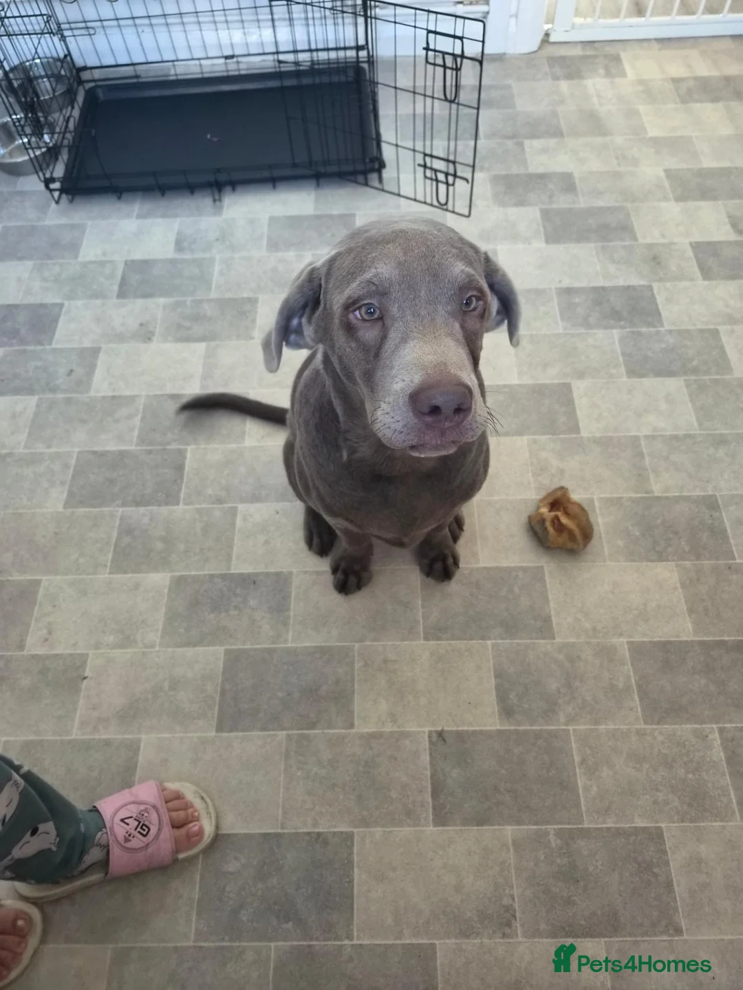 Labrador Retriever dogs for sale: Silver lab in Pudsey - Advert 3