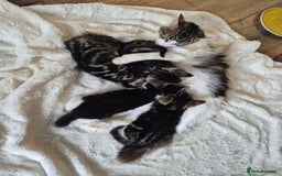 British Longhair cats for sale: 4 Beautiful longhair kittens for sale - Image 2