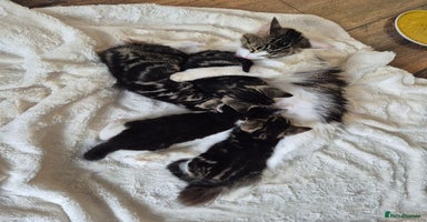 British Longhair cats - Advert 9