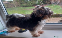 Biewer Terrier dogs for stud: Purebred Pedigree Biewer Terrier Proven Stud in Merthyr Tydfil - Image 8