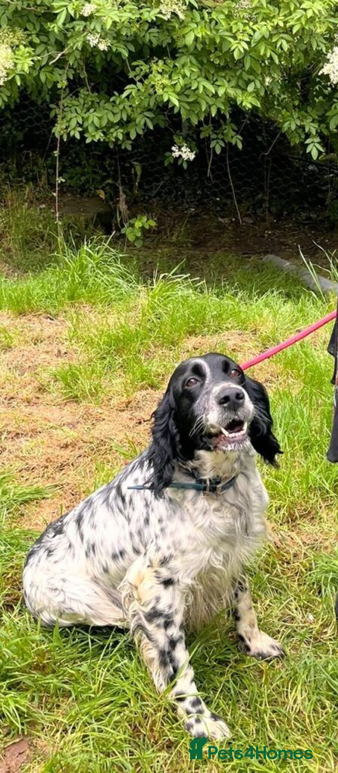 English Setter dogs for adoption: Mora  in New Romney - Advert 9