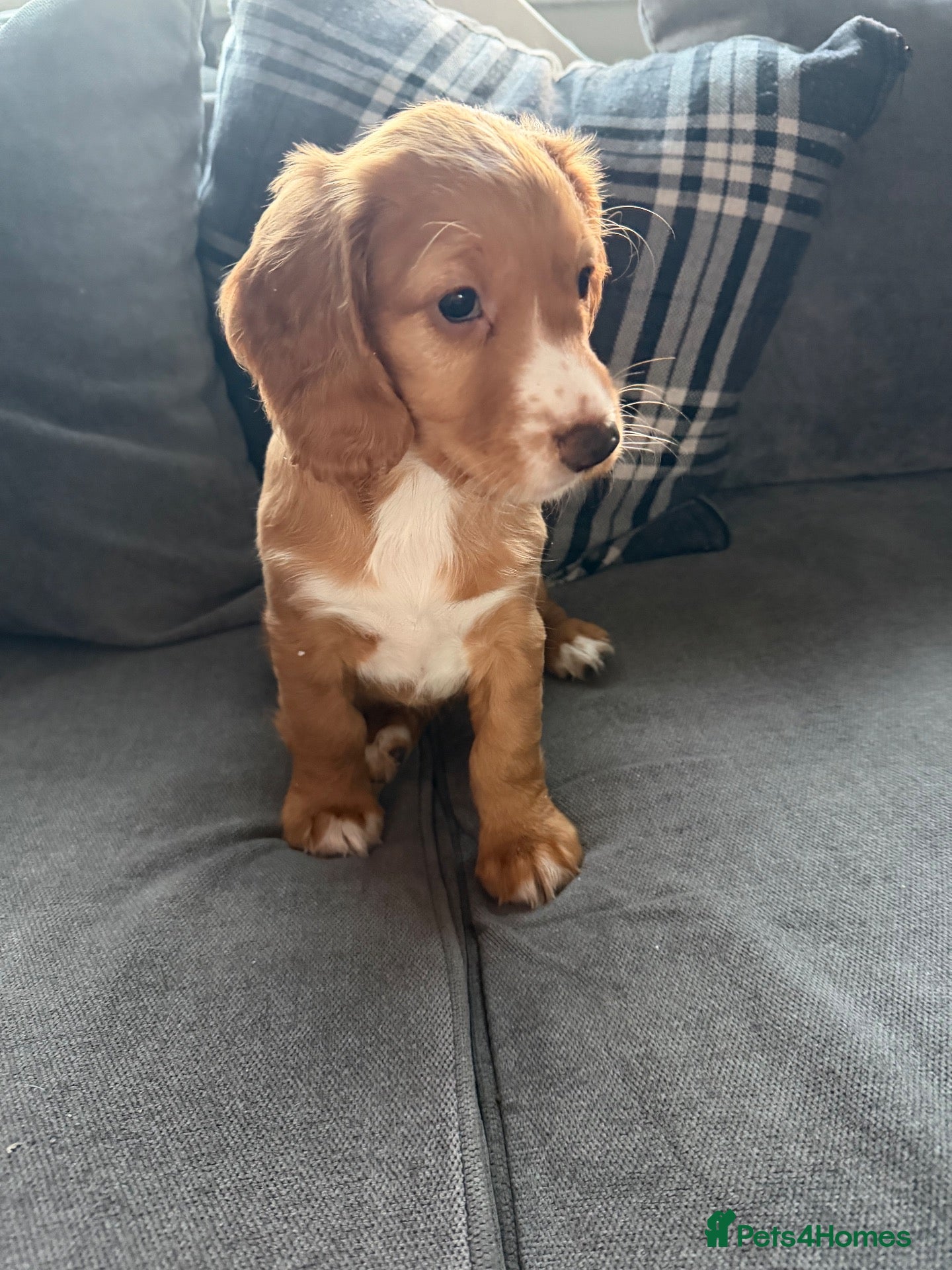 Cocker Spaniel dogs 1 Bitch left. KC Reg, Working Cocker Spaniels - Advert 6