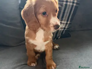 Cocker Spaniel dogs 1 Bitch left. KC Reg, Working Cocker Spaniels - Advert 6