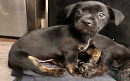 Mixed Breed dogs for sale: Daxiecross Frenchy  - Image 4