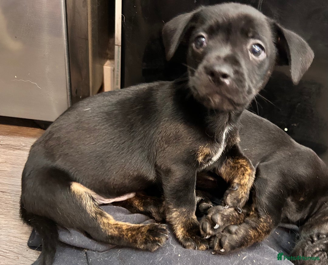 Mixed Breed dogs for sale: Daxiecross Frenchy  - Image 4