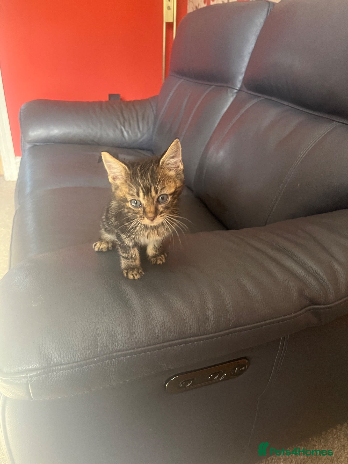 Mixed Breed cats 3Beautiful kittens available  - Advert 2