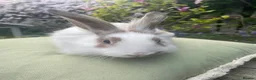 Lionhead rabbits for sale: Dwarf lion head  - Advert 2