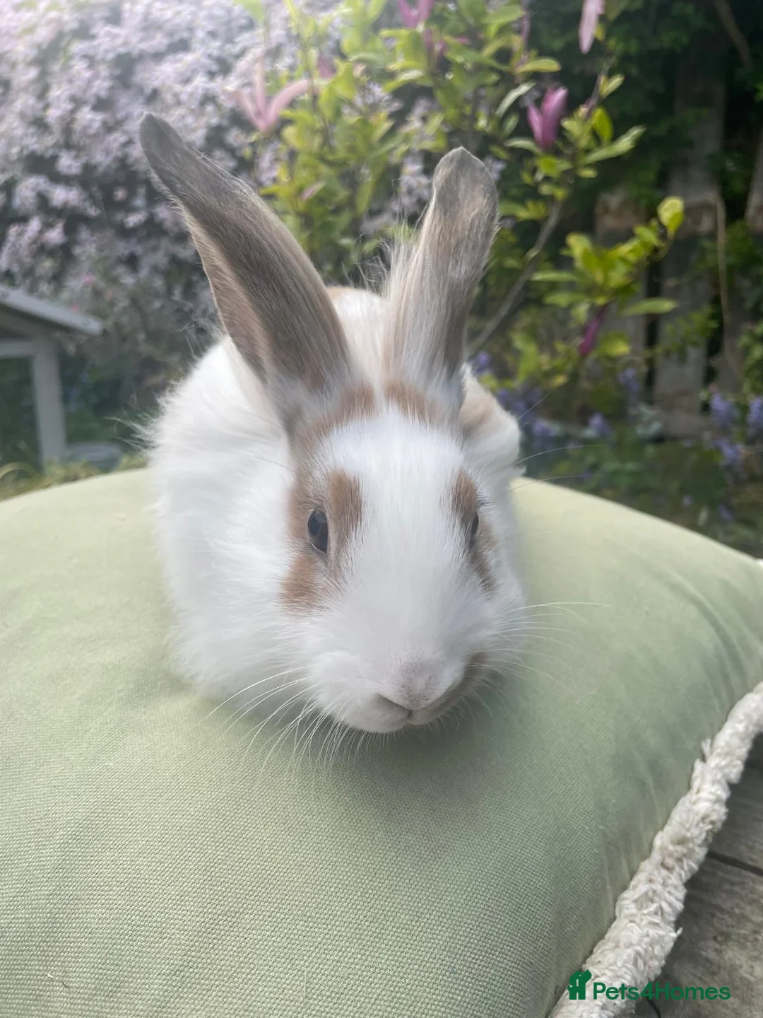 Lionhead rabbits for sale: Dwarf lion head  - Advert 2