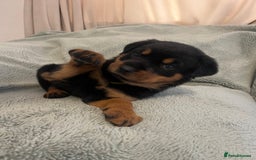 Rottweiler dogs for sale: Rottweiler Puppies  - Image 14